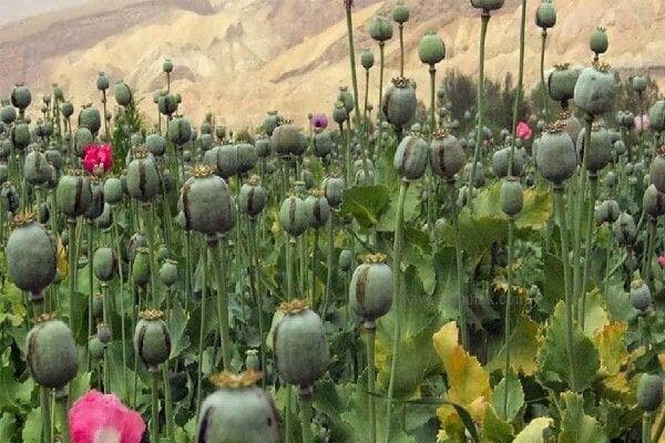لزوم بازگشت به کشت قانونی خشخاش برای تولید دارو