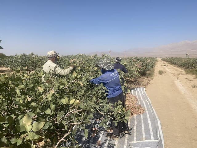 ۴۱۰۰ هکتار باغ پسته در شاهرود وجود دارد