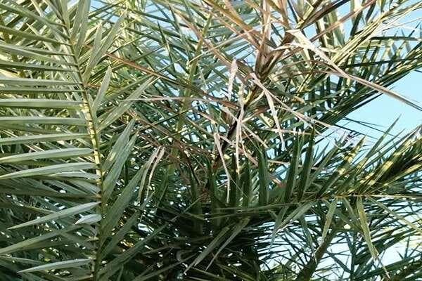 تامین خوراک دام ها با استفاده از سیلاژ برگ خرمای جنوب کرمان