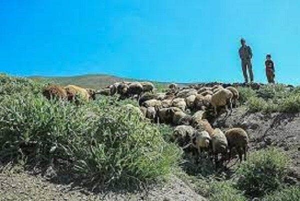 پایان مهلت ویژه پرداخت عوارض پروانه چرای دام در خراسان جنوبی
