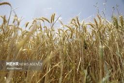 هفته آینده شورای قیمتگذاری برای تعیین نرخ تضمینی گندم تشکیل میشود