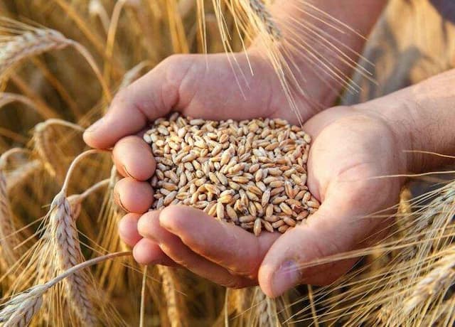 تدوین برنامه جامع تکثیر و تدارک بذر امسال در کهگیلویه و بویراحمد