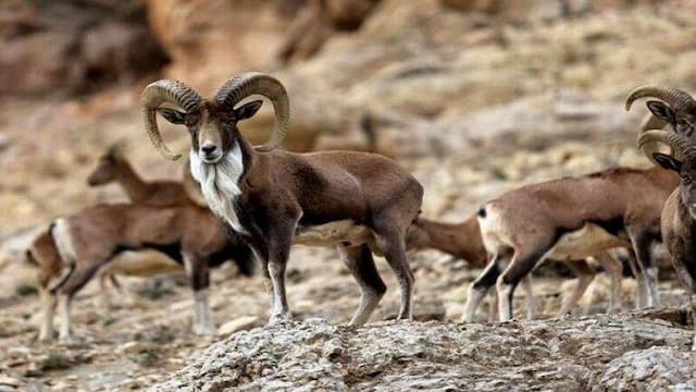 روایتی از همزیستی مسالمت‌آمیز صنعت و محیط زیست در شاهرود