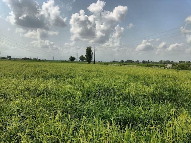 کاهش ۱۸ درصدی سطح اراضی شالیزاری در مناطق کوهستانی بهشهر