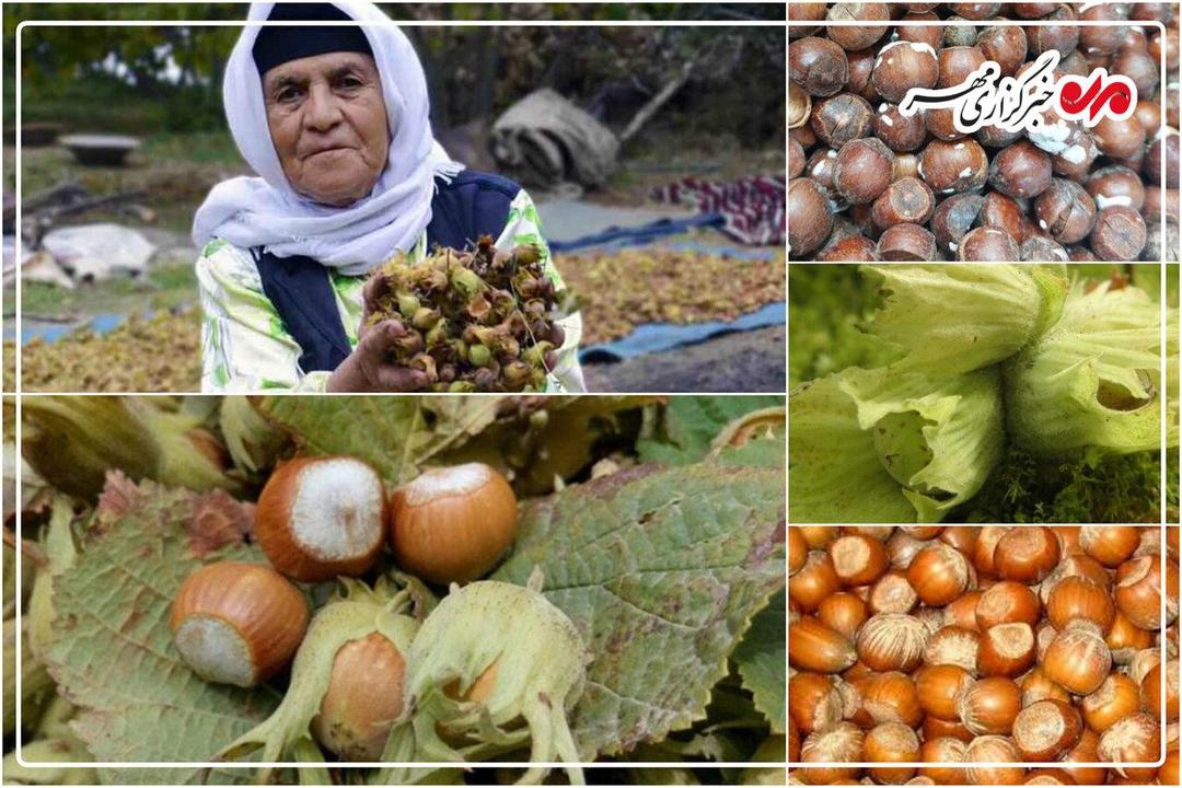 اینفوگرافیک| جزئیات برداشت فندق در گیلان