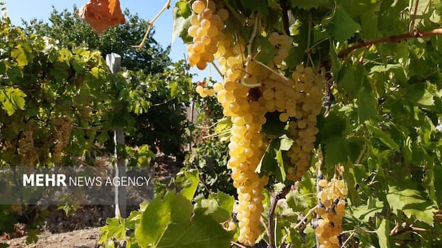 آغاز برداشت ۱۵۰ هزار تن انگور از باغات استان قزوین