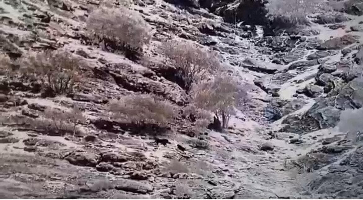 ثبت تصاویر دو قلاده پلنگ ایرانی در منطقه حفاظت شده سبزکوه