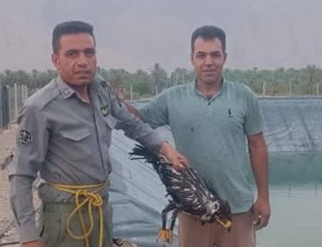 نجات پرنده شکاری در بخش بوشکان