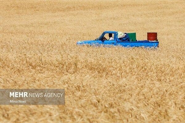 خرید تضمینی ۷.۷ میلیون تن گندم از کشاورزان