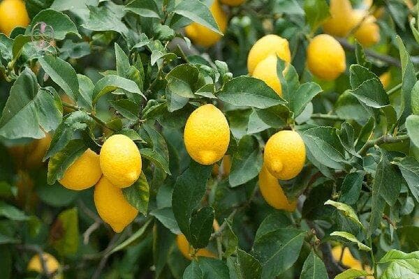 برداشت لیمو شیرین از باغ‌های میناب آغاز شد