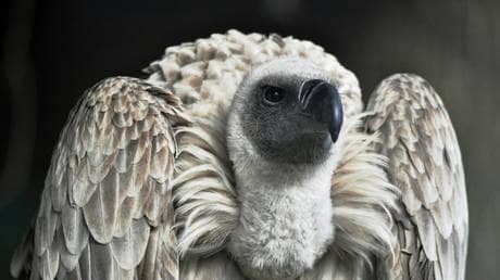 South African breeding program welcomes new baby vultures (PHOTOS, VIDEO)