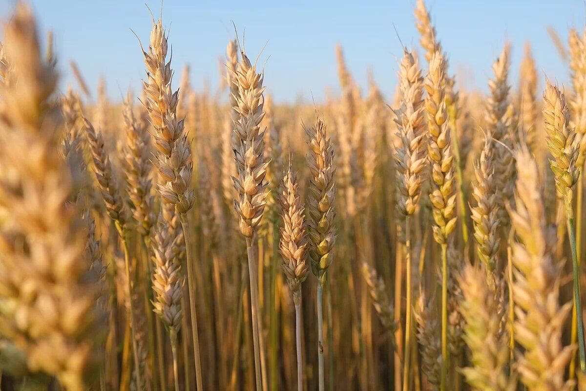 خرید ۲۲۵ هزار تُن گندم در آذربایجان شرقی؛ خوشه طلایی به بار نشست