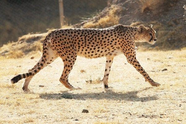 کمین یوز آسیایی در توران شاهرود؛ شکارچی سریع، هدفی غیرمنتظره!