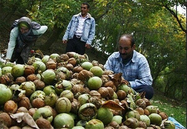 پیش‌بینی برداشت ۴۲۰۰ تن گردو در سلسله/ «کهمان» قطب اصلی تولید