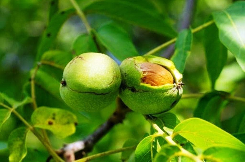 اجرای الگوی کشت تثبیتی در باغ‌ها با وقوع تغییرات اقلیمی