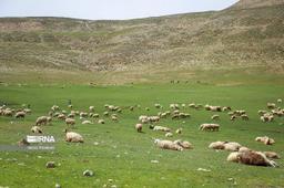 ۲ میلیون هکتار به طرح‌های مرتعداری کشور اضافه می شود