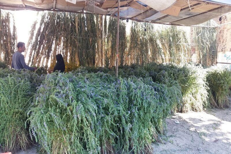 برداشت گیاه بادرشبو از سطح ۲۵۰ هکتار از مزارع آذربایجان‌غربی آغاز شد