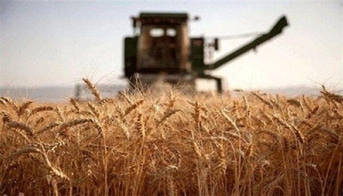 ۷۵ درصد از مطالبات گندمکاران با عاملیت بانک کشاورزی تسویه شد