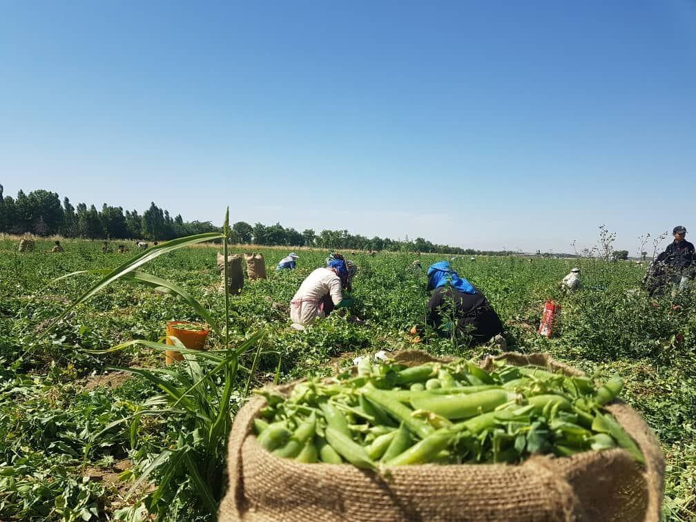 ۳۵ هزار تُن نخود در آذربایجان‌غربی برداشت شد