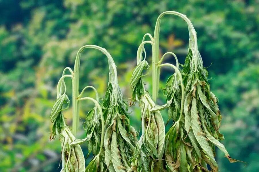 کشاورزی و فضای سبز قربانی‌اند، نه متهم