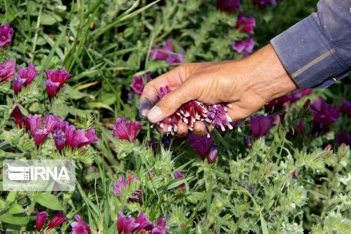 پنج هزار هکتار از اراضی شهرستان دلگان زیر کشت گیاهان دارویی رفت