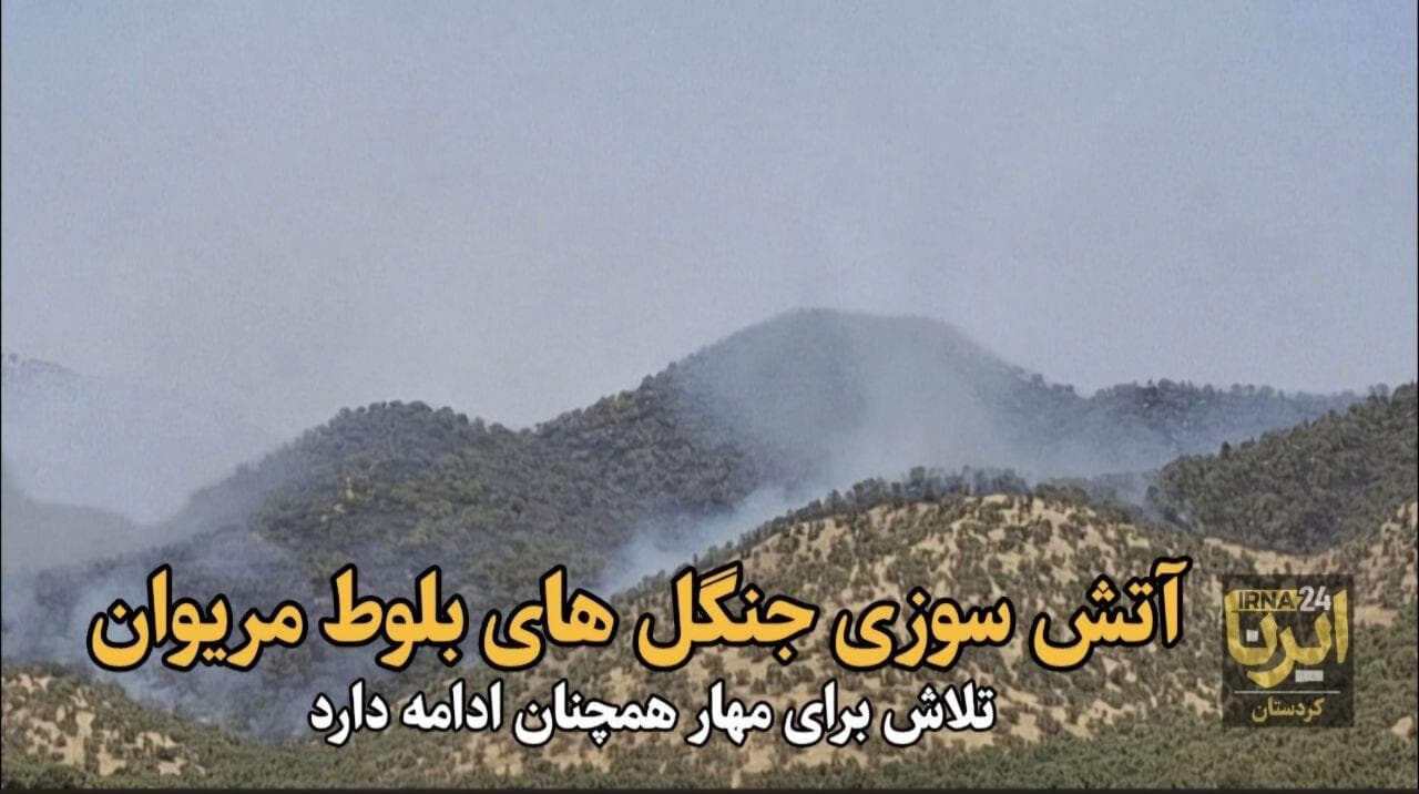 فیلم| آتش‌سوزی در جنگل‌های بلوط مریوان