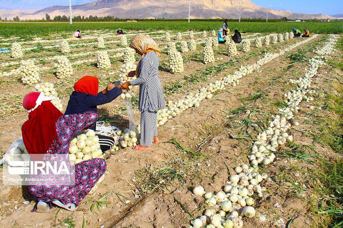 ۱۰ هزار مادر سه فرزندی روستایی در خراسان شمالی زیر چتر بیمه اجتماعی