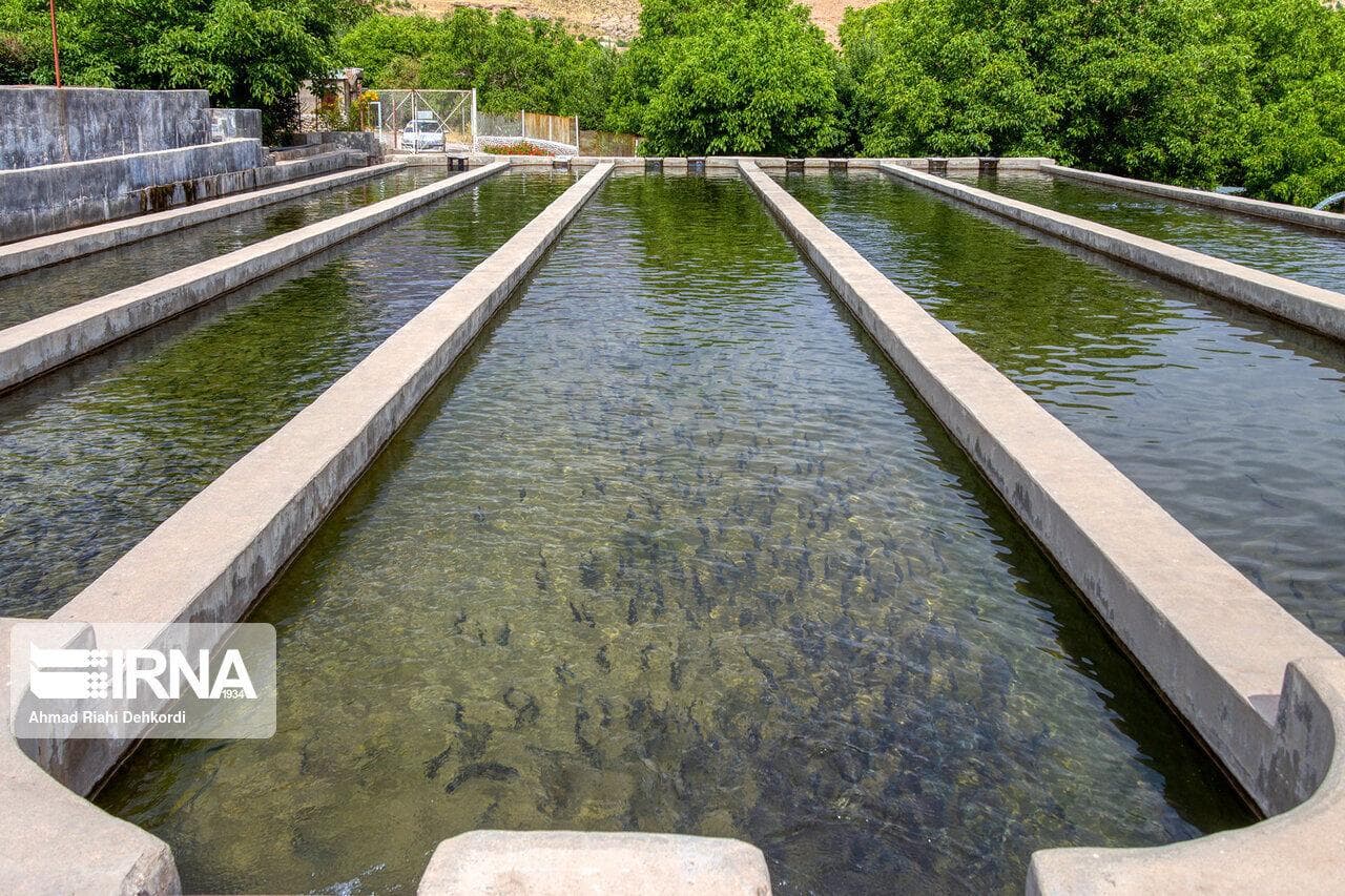 ۲ هزار و ۳۶۰ تُن انواع آبزیان در قم تولید شد