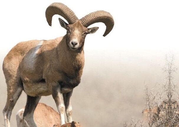 هیات های ورزشی همدان حامی گونه های جانوری در معرض خطر شدند