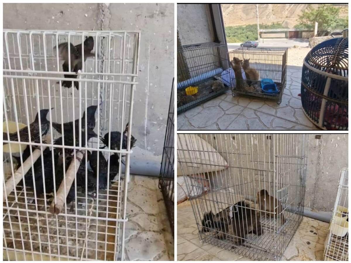 جمع‌ آوری گونه‌های جانوری وحشی از بازار پرندگان و رهاسازی در طبیعت