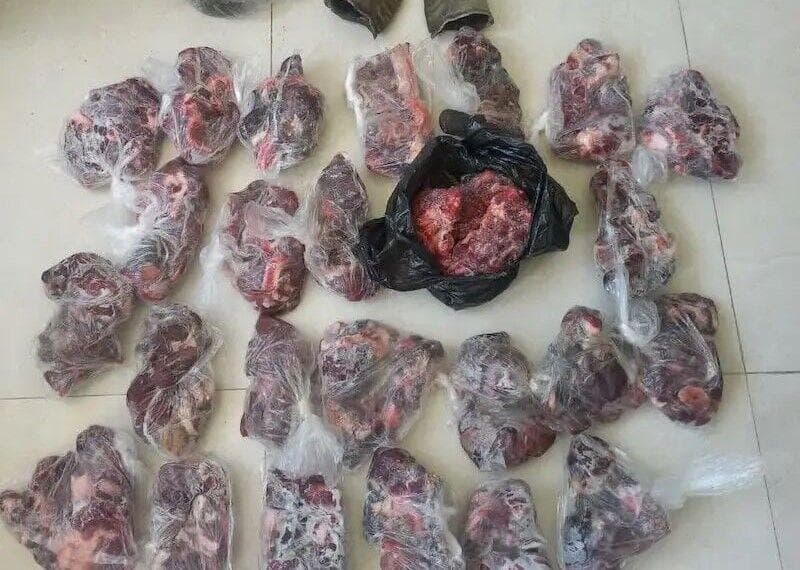 کشف لاشه ۲ راس کل وحشی در دورود لرستان