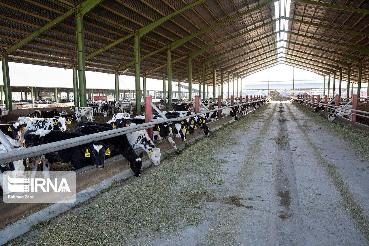 ۲ هزار میلیارد ریال برای تکمیل مجتمع دامپروری شیروان پیش‌بینی شد