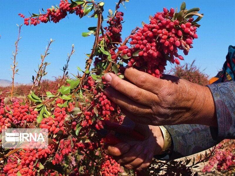 نماینده مجلس: ایجاد کمیته ویژه برای قیمت‌گذاری زرشک ضروری است