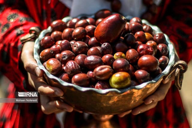 اولین جشنواره استانی عناب به میزبانی دانشگاه بیرجند برگزار می‌شود