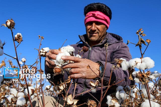 پنبه، گندم، خشکسالی؛ گلستان از دولت راهکار می‌خواهد