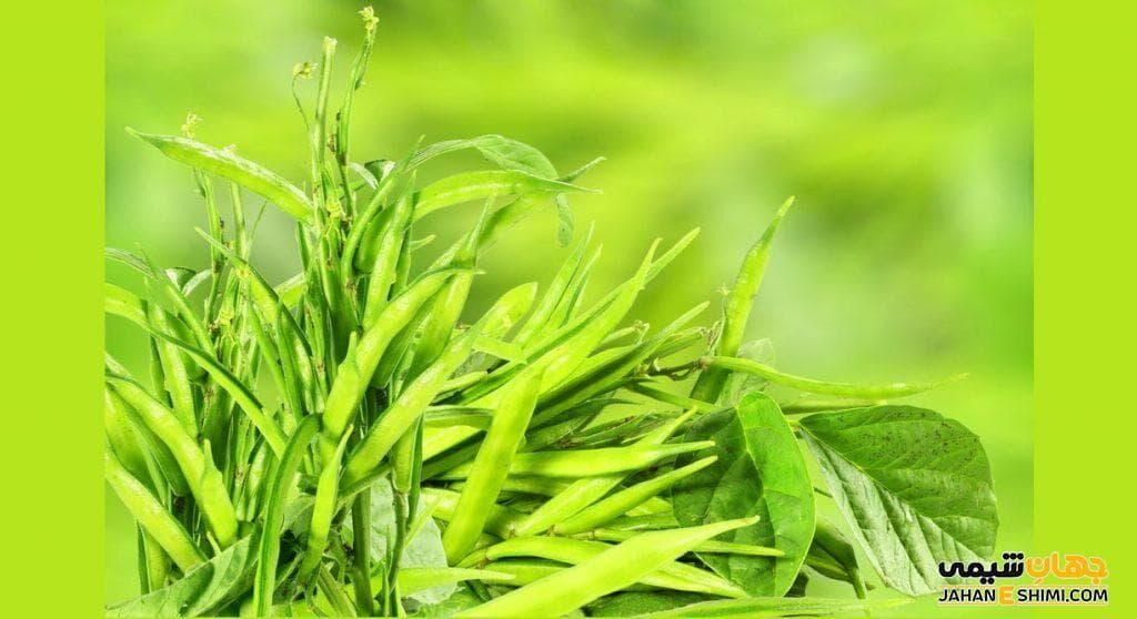 کشت گیاه مقاوم به شوری در ۳۰ هکتار از زمین‌های بوشهر