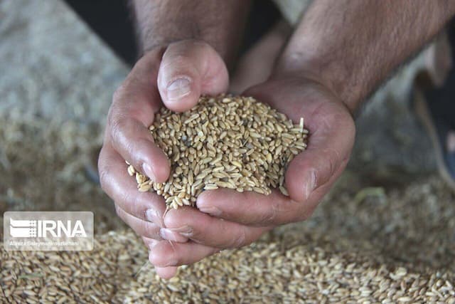 ۷۵۰۰ تن بذر برای کشت پاییزه کشاورزان خراسان شمالی تامین شد