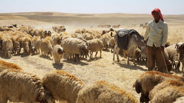 فیلم| طرح تامین خوراک دام عشایر خراسان رضوی