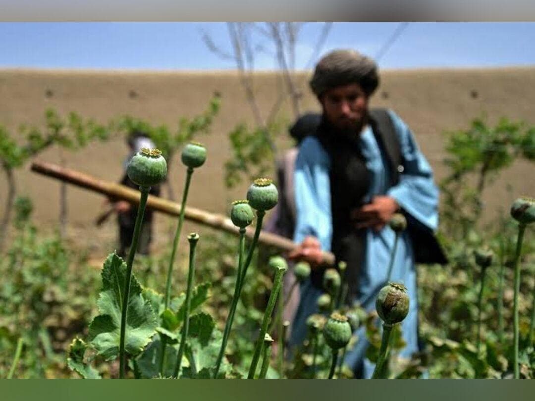 پاکستان: کشت موادمخدر در افغانستان به قاچاق آن در منطقه افزوده است