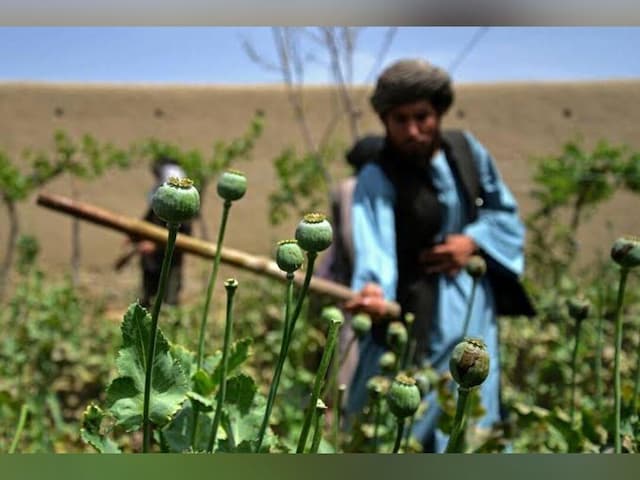 پاکستان: کشت موادمخدر در افغانستان به قاچاق آن در منطقه افزوده است