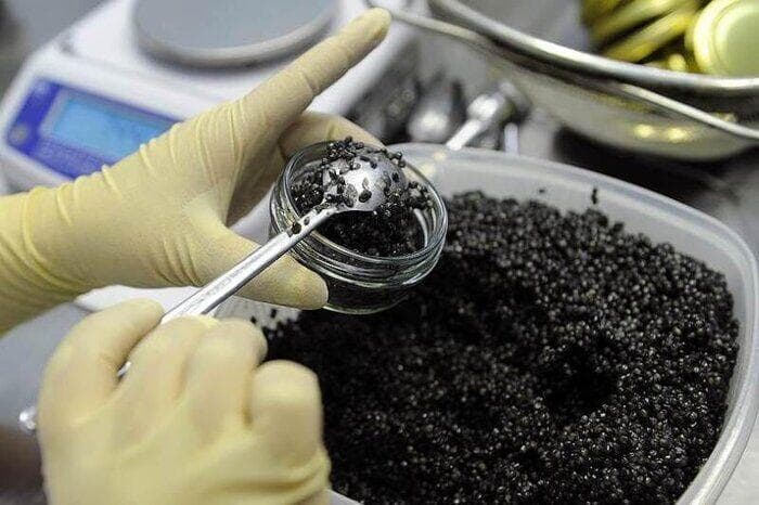 آغاز احداث مجتمع ۲ هزار تنی پرورش ماهیان خاویاری در دزفول