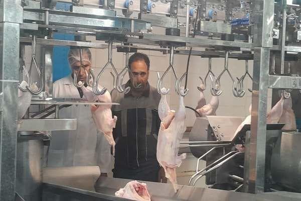 فیلم | فعالیت پنج کشتارگاه صنعتی طیور در زنجان
