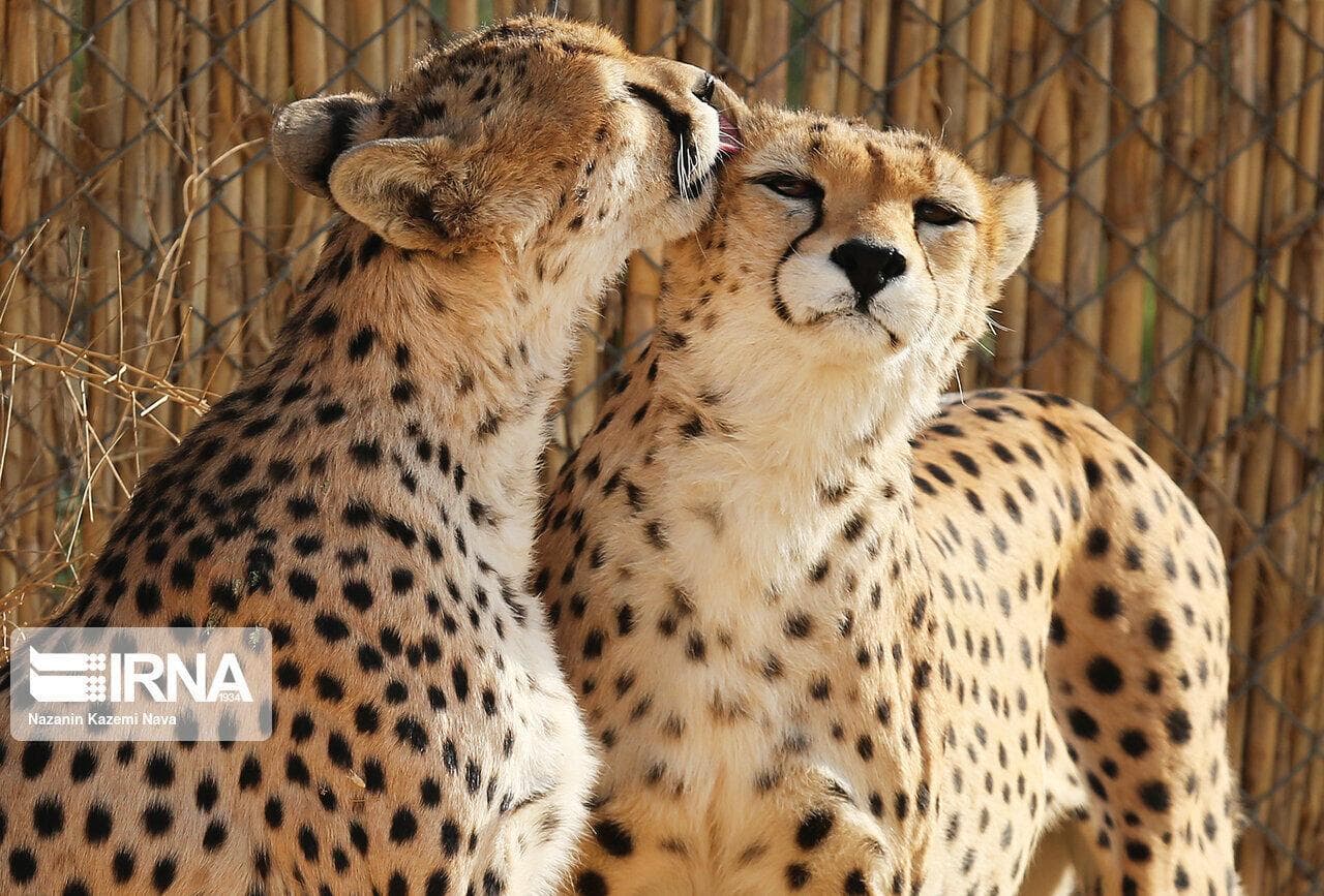 رقص یوزها در میاندشت خراسان شمالی
