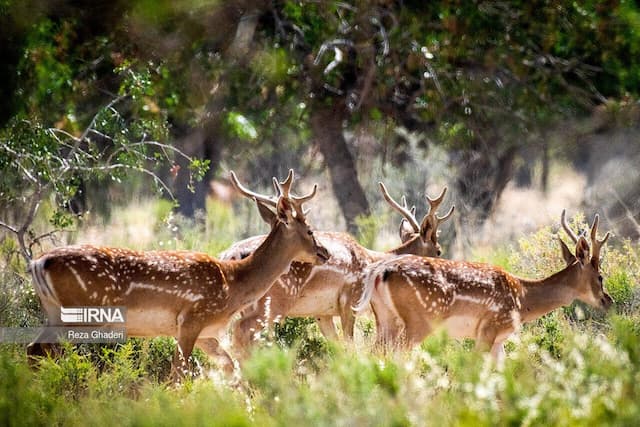 سایت آهوی مغان وضعیت مطلوبی دارد