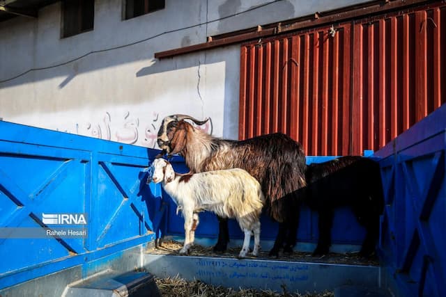 اصلاح نژاد دام در کرمان؛ خروج بُز راینی از دست دلالان تا فرآوری