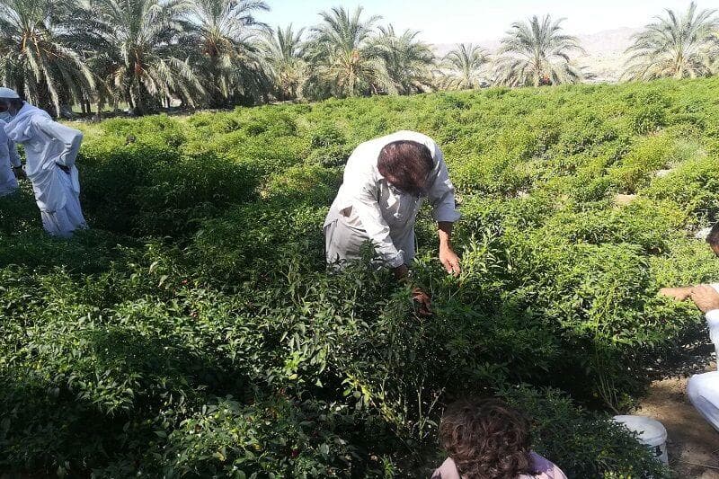 سیستان و بلوچستان، سرزمین کشاورزی تاب‌آور در برابر سختی‌های طبیعت