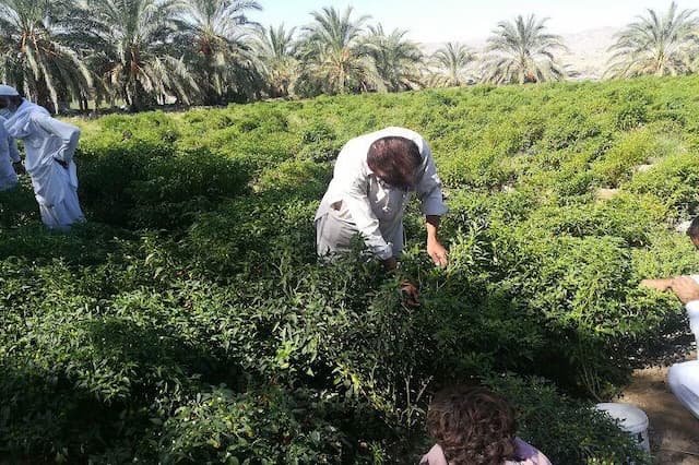 سیستان و بلوچستان، سرزمین کشاورزی تاب‌آور در برابر سختی‌های طبیعت