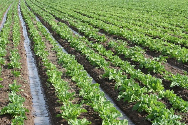 اجرای موفق نخستین کشت پاییزه چغندر قند در بوشهر