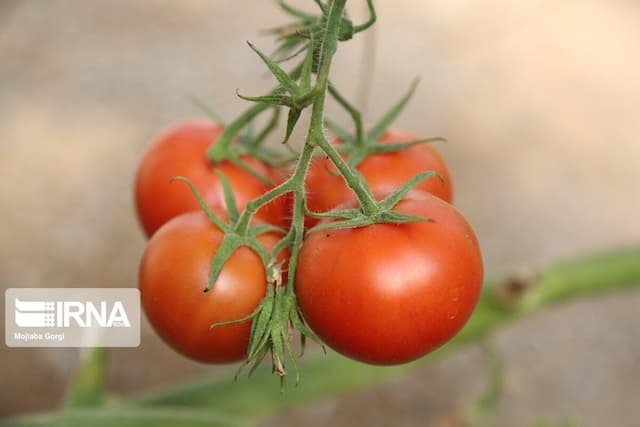 آغاز کشت نشاء گوجه‌فرنگی و بادمجان در شرق و غرب هرمزگان 