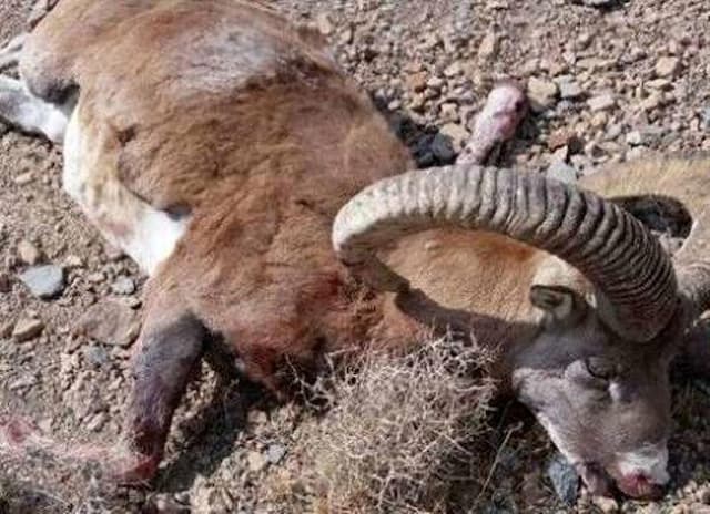 لاشه سه گونه ارزشمند تنوع زیستی در تربت‌حیدریه کشف شد